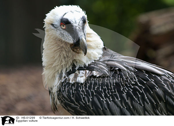 Egyptian vulture / HS-01299