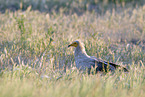 Egyptian vulture