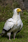 Egyptian vulture