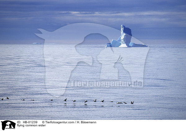 fliegende Eiderenten / flying common eider / HB-01239