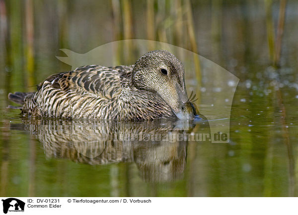 Eiderente / Common Eider / DV-01231