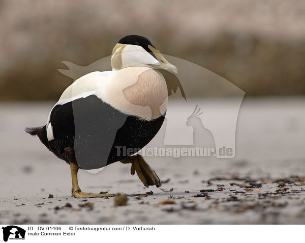 Eiderente Mnnchen / male Common Eider / DV-01406