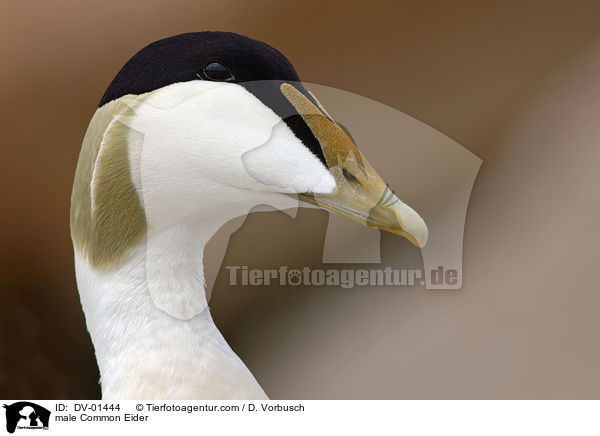 Eiderente Mnnchen / male Common Eider / DV-01444