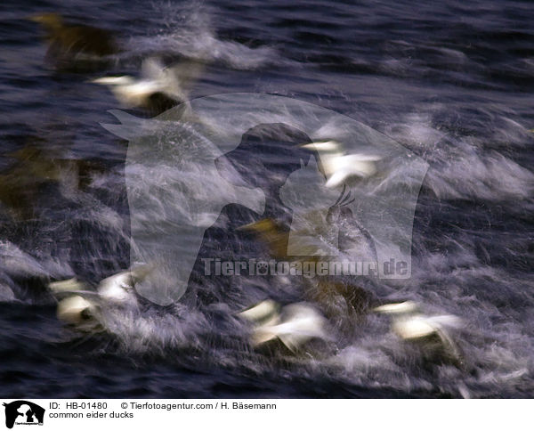 common eider ducks / HB-01480