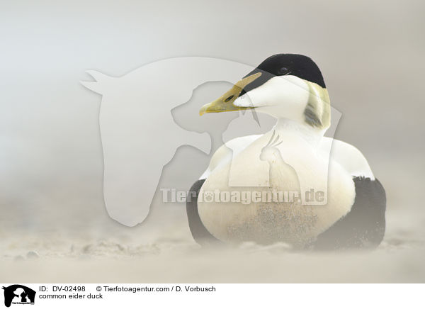 common eider duck / DV-02498