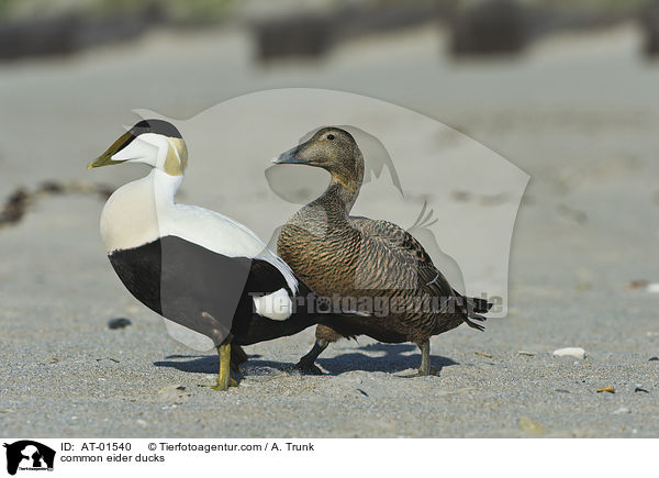 common eider ducks / AT-01540