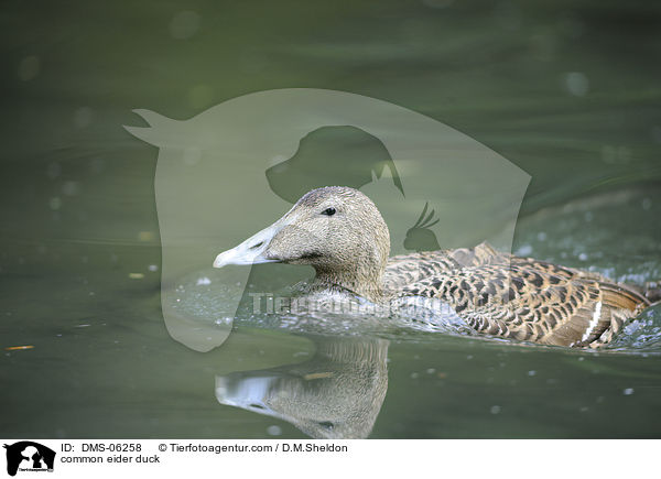 Eiderente / common eider duck / DMS-06258