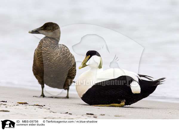 Eiderenten / common eider ducks / MBS-09756