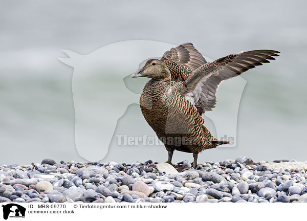 Eiderente / common eider duck / MBS-09770