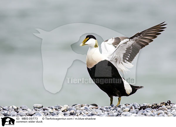 Eiderente / common eider duck / MBS-09773