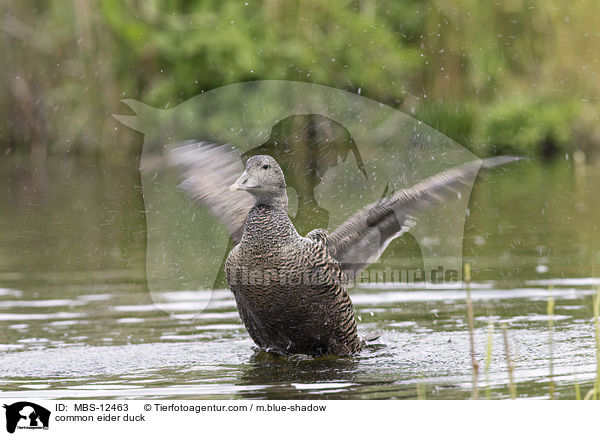 Eiderente / common eider duck / MBS-12463
