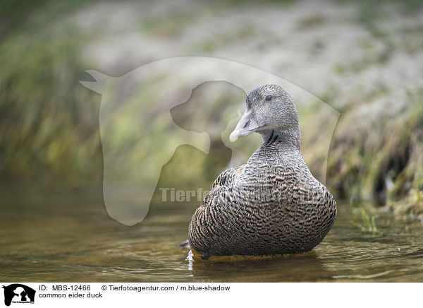 common eider duck / MBS-12466