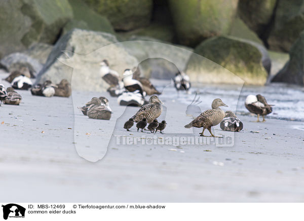 Eiderenten / common eider ducks / MBS-12469