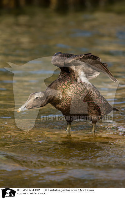 common eider duck / AVD-04132