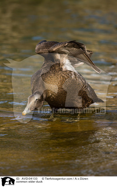 common eider duck / AVD-04133