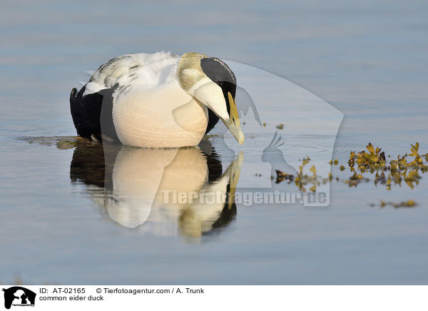 Eiderente / common eider duck / AT-02165