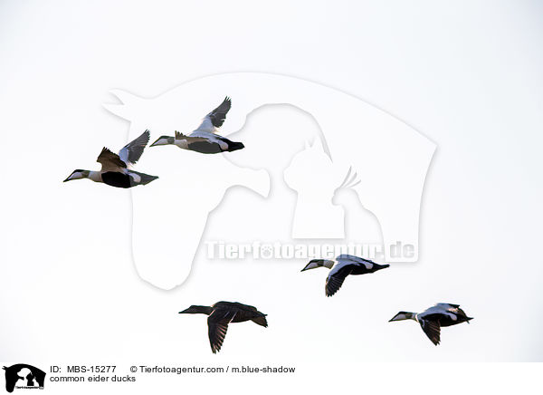 common eider ducks / MBS-15277