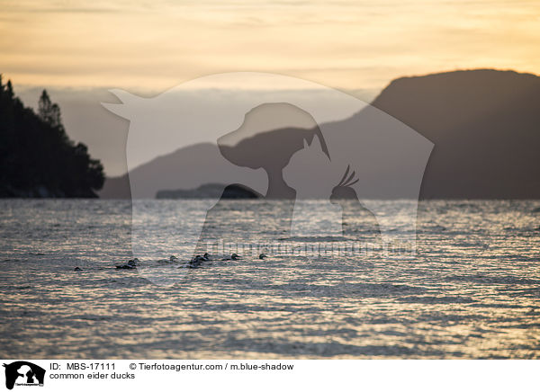 Eiderenten / common eider ducks / MBS-17111