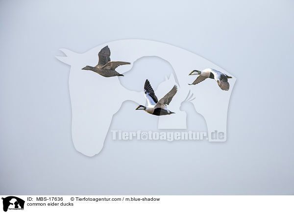 common eider ducks / MBS-17636