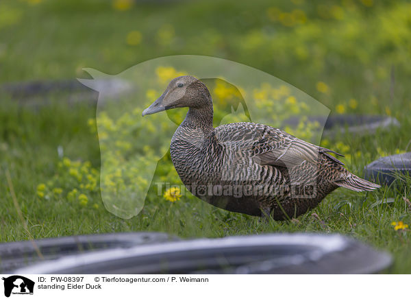 standing Eider Duck / PW-08397