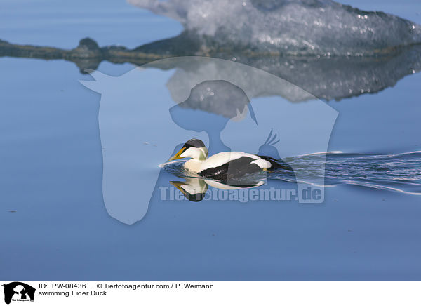 swimming Eider Duck / PW-08436
