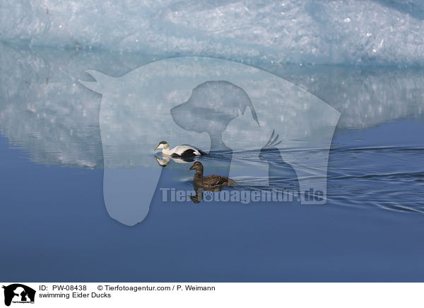 swimming Eider Ducks / PW-08438