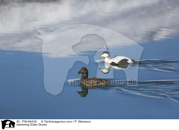 swimming Eider Ducks / PW-08439