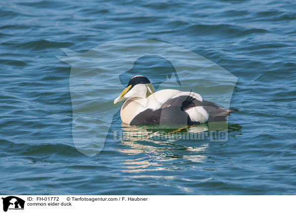 common eider duck / FH-01772