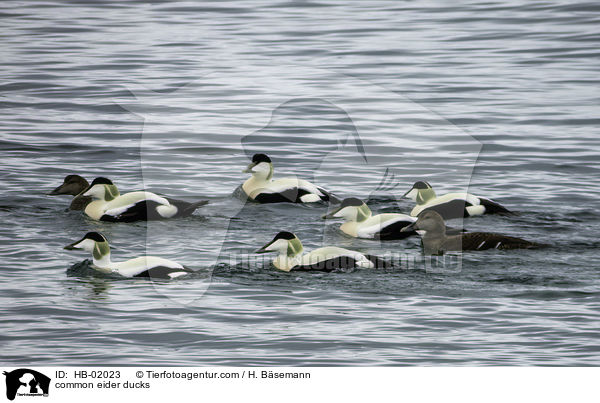 common eider ducks / HB-02023