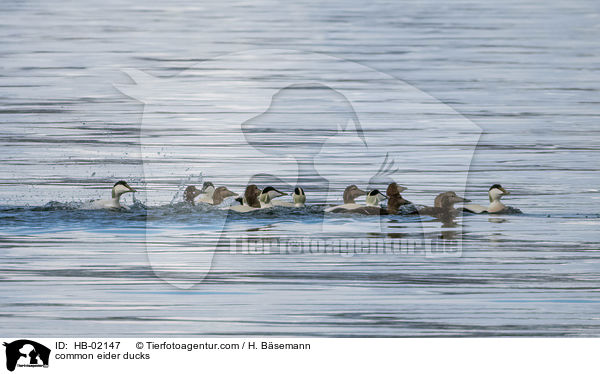 common eider ducks / HB-02147