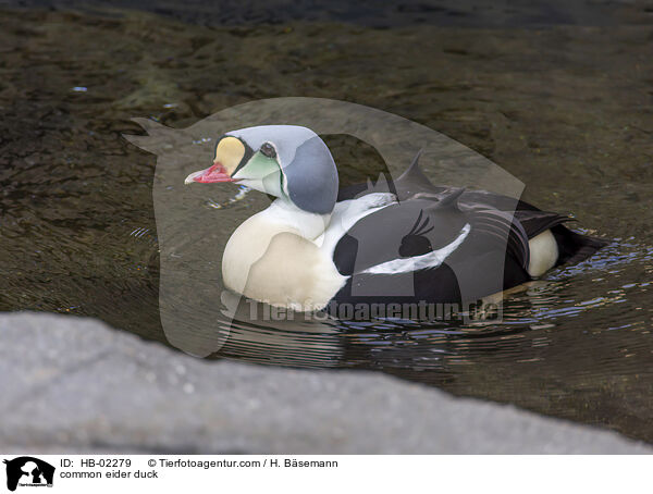 common eider duck / HB-02279