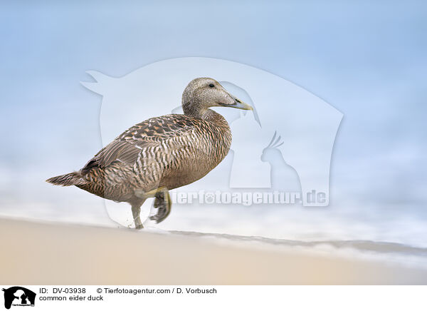 common eider duck / DV-03938