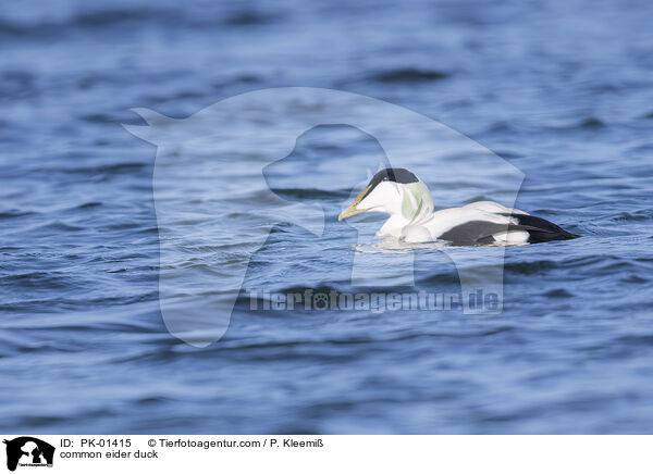 common eider duck / PK-01415