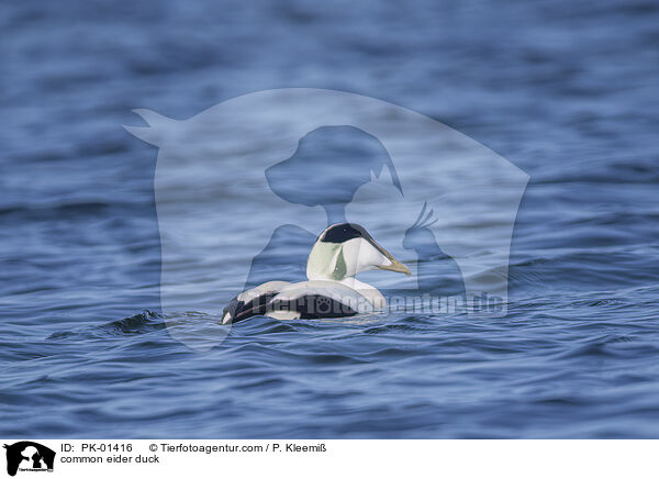 common eider duck / PK-01416