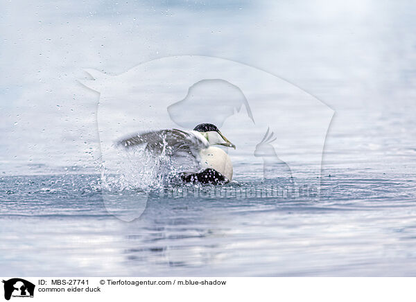 Eiderente / common eider duck / MBS-27741