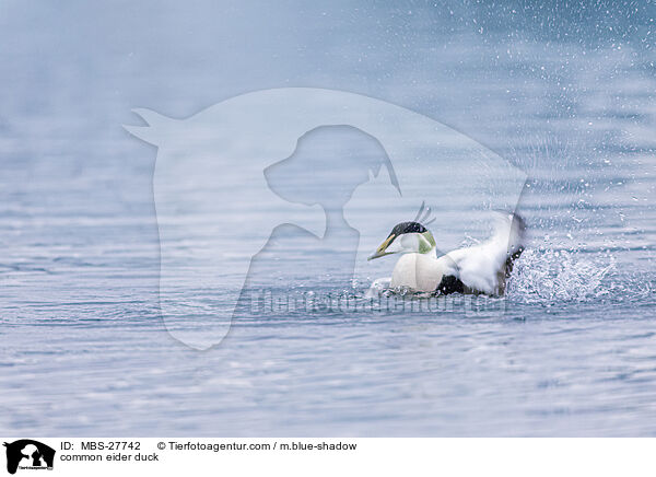 Eiderente / common eider duck / MBS-27742