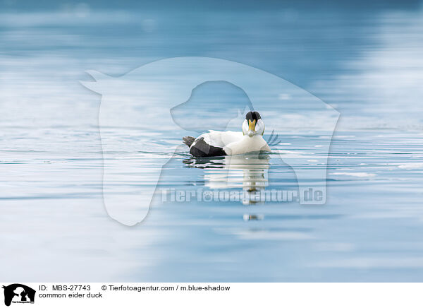 Eiderente / common eider duck / MBS-27743