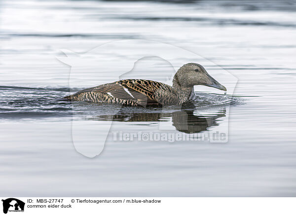 Eiderente / common eider duck / MBS-27747