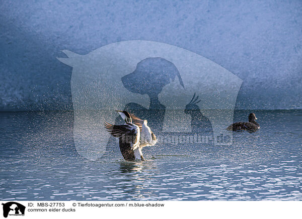 common eider ducks / MBS-27753