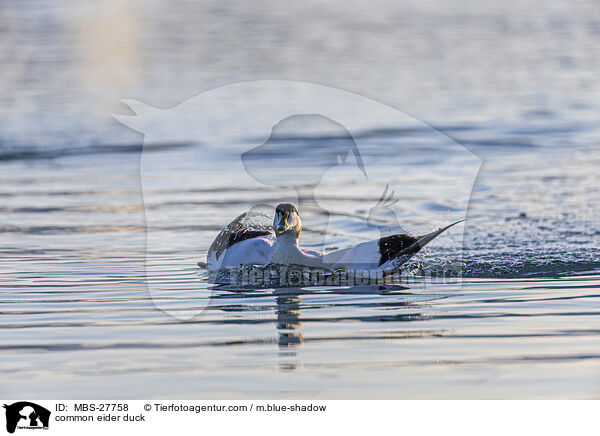 Eiderente / common eider duck / MBS-27758