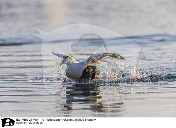 Eiderente / common eider duck / MBS-27760