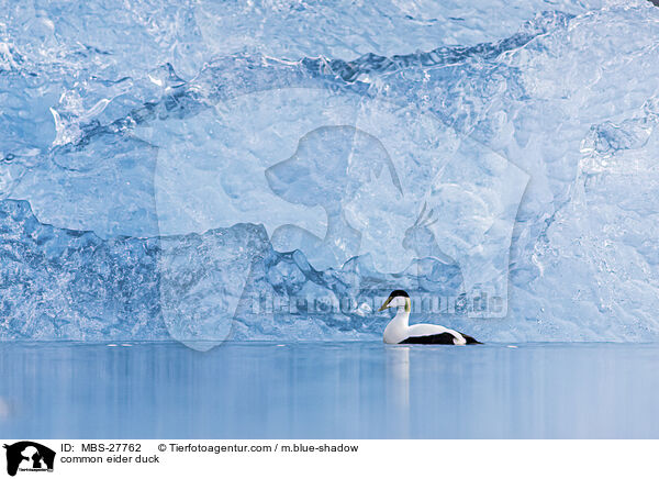 Eiderente / common eider duck / MBS-27762