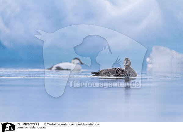 Eiderenten / common eider ducks / MBS-27771