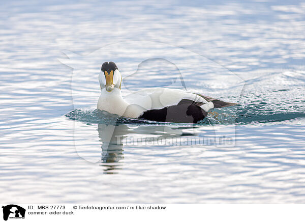 Eiderente / common eider duck / MBS-27773