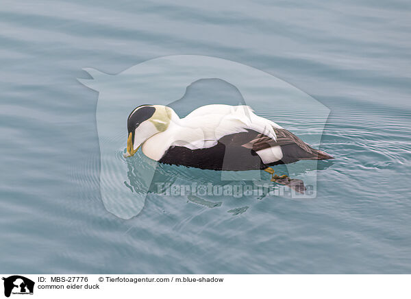 Eiderente / common eider duck / MBS-27776