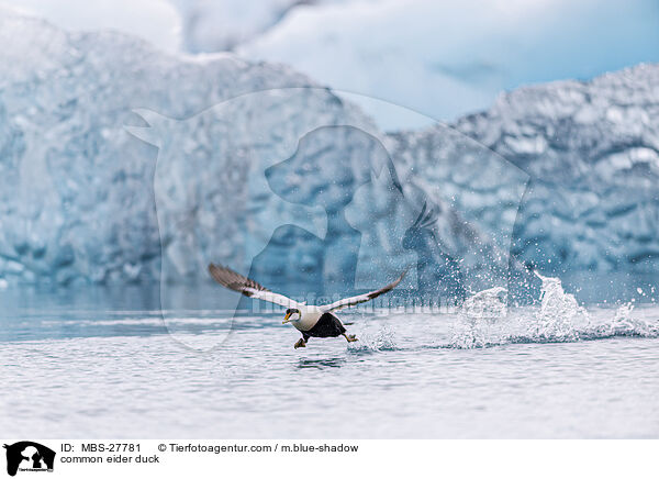 Eiderente / common eider duck / MBS-27781