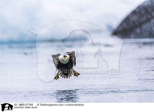 common eider duck / MBS-27786