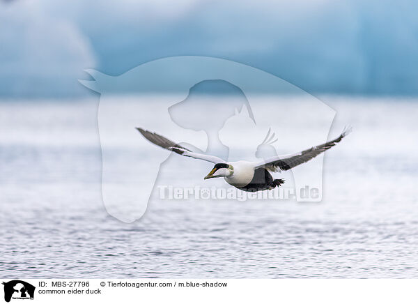 Eiderente / common eider duck / MBS-27796