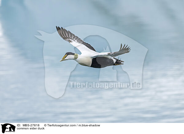 Eiderente / common eider duck / MBS-27818