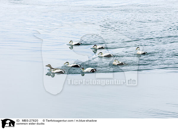 common eider ducks / MBS-27820